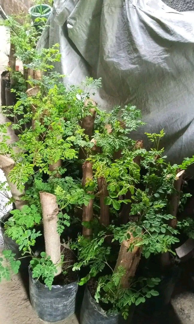 Bonsai malunggay 🪴 (Category: Plants & Seeds) located in Quezon City. Submitted by amazingmaria3680 (Listing ID 1416831341, Image 1). Description: .