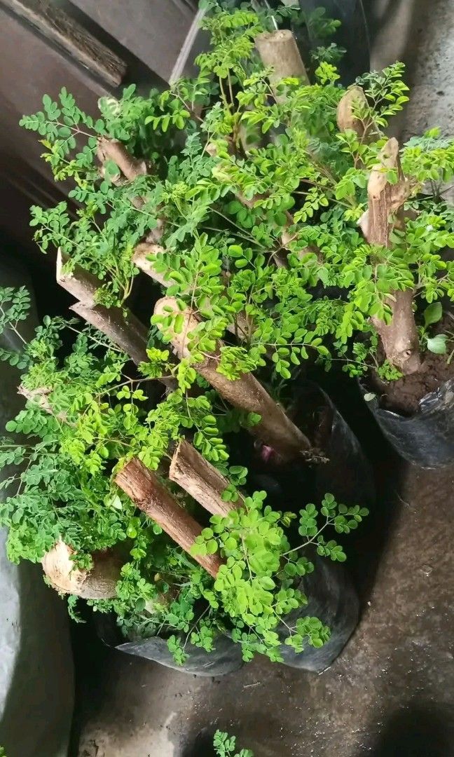 Bonsai malunggay 🪴 (Category: Plants & Seeds) located in Quezon City. Submitted by amazingmaria3680 (Listing ID 1416831341, Image 3). Description: .