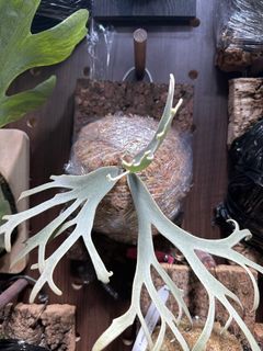 （分類：）位於 。 由 zibet_c 提交（商品編號 1416761444，圖片 1）。簡介： 。