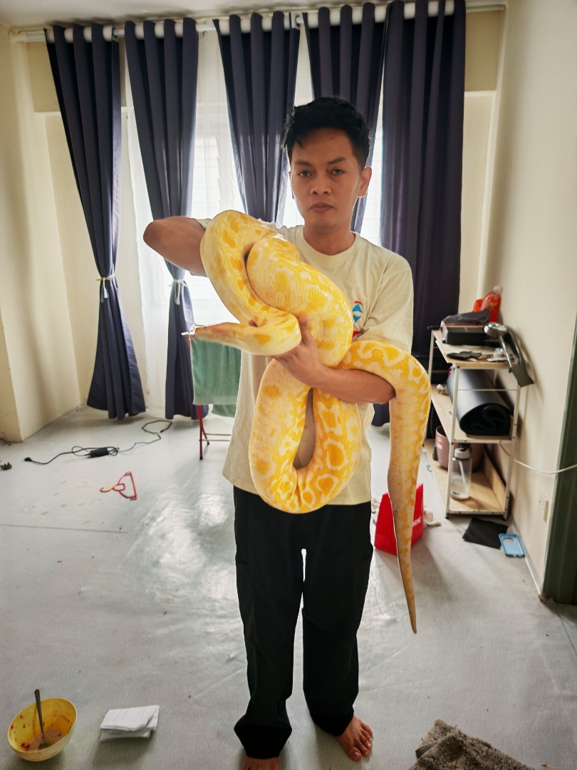 Albino Burmese Python, Pet Supplies, Pet Food on Carousell