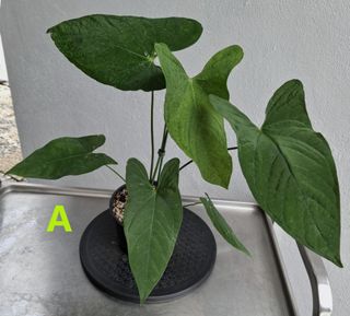 (Category: ) located in . Submitted by fatinaplants (Listing ID 1416980011, Image 1). Description: .