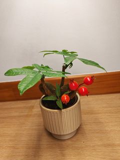 (Category: ) located in . Submitted by platyfolia (Listing ID 1416911162, Image 1). Description: .
