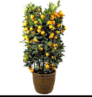 (Category: ) located in . Submitted by fruityflorist (Listing ID 1416934024, Image 1). Description: .