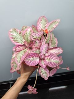 (Category: ) located in . Submitted by hmflowers (Listing ID 1417196262, Image 1). Description: .