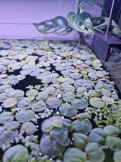 (Category: ) located in . Submitted by candidiz (Listing ID 1417111286, Image 1). Description: .