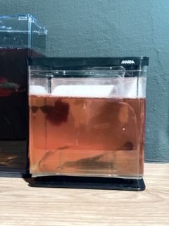 (Category: ) located in . Submitted by parttimeangler (Listing ID 1417118689, Image 1). Description: .