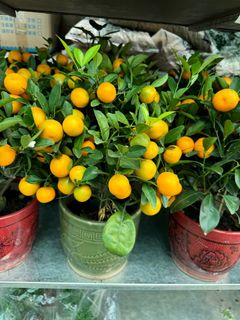 (Category: ) located in . Submitted by gardenfunfarm (Listing ID 1417199541, Image 1). Description: .