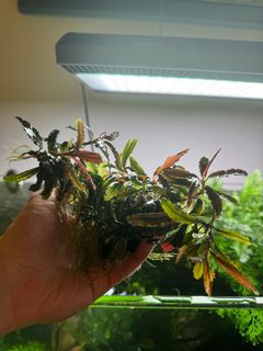 （分類：）位於 。 由 macb17 提交（商品編號 1417517642，圖片 1）。簡介： 。