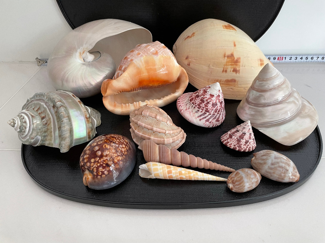 Assorted Seashell Collection - Various Sizes & Colors, Hobbies & Toys ...