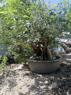 (Category: ) located in . Submitted by wildglow (Listing ID 1417512276, Image 1). Description: .