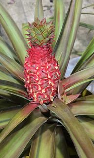 (Category: ) located in . Submitted by urban.cultivar (Listing ID 1417562313, Image 1). Description: .