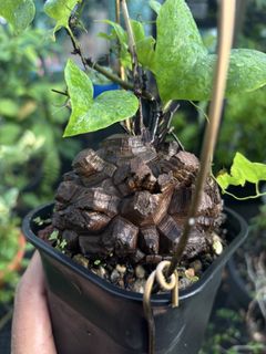 (Category: ) located in . Submitted by polybaggardener (Listing ID 1417406963, Image 1). Description: .