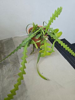 (Category: ) located in . Submitted by all4garden (Listing ID 1417416092, Image 1). Description: .