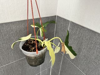 (Category: ) located in . Submitted by druk76 (Listing ID 1417500447, Image 1). Description: .