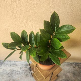 (Category: ) located in . Submitted by ecodealsmy (Listing ID 1417426459, Image 1). Description: .
