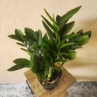 (Category: ) located in . Submitted by ecodealsmy (Listing ID 1417426273, Image 1). Description: .