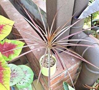 (Category: ) located in . Submitted by siew3232 (Listing ID 1417648024, Image 1). Description: .