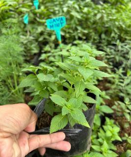 (Category: ) located in . Submitted by plantcorner (Listing ID 1417734285, Image 1). Description: .