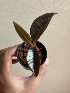 (Category: ) located in . Submitted by mhsaiful (Listing ID 1417691828, Image 1). Description: .