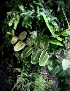 (Category: ) located in . Submitted by nativeforest9 (Listing ID 1417663765, Image 1). Description: .
