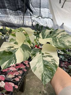 (Category: ) located in . Submitted by addicted2plants (Listing ID 1417639895, Image 1). Description: .