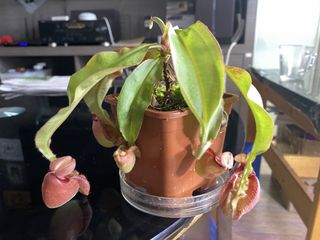 (Category: ) located in . Submitted by carnivorous2013 (Listing ID 1417641293, Image 1). Description: .