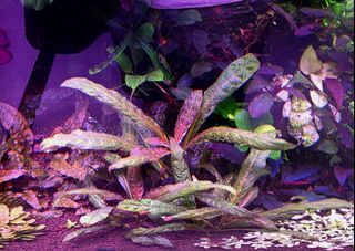 (Category: ) located in . Submitted by plantedtankequitment (Listing ID 1417728063, Image 1). Description: .