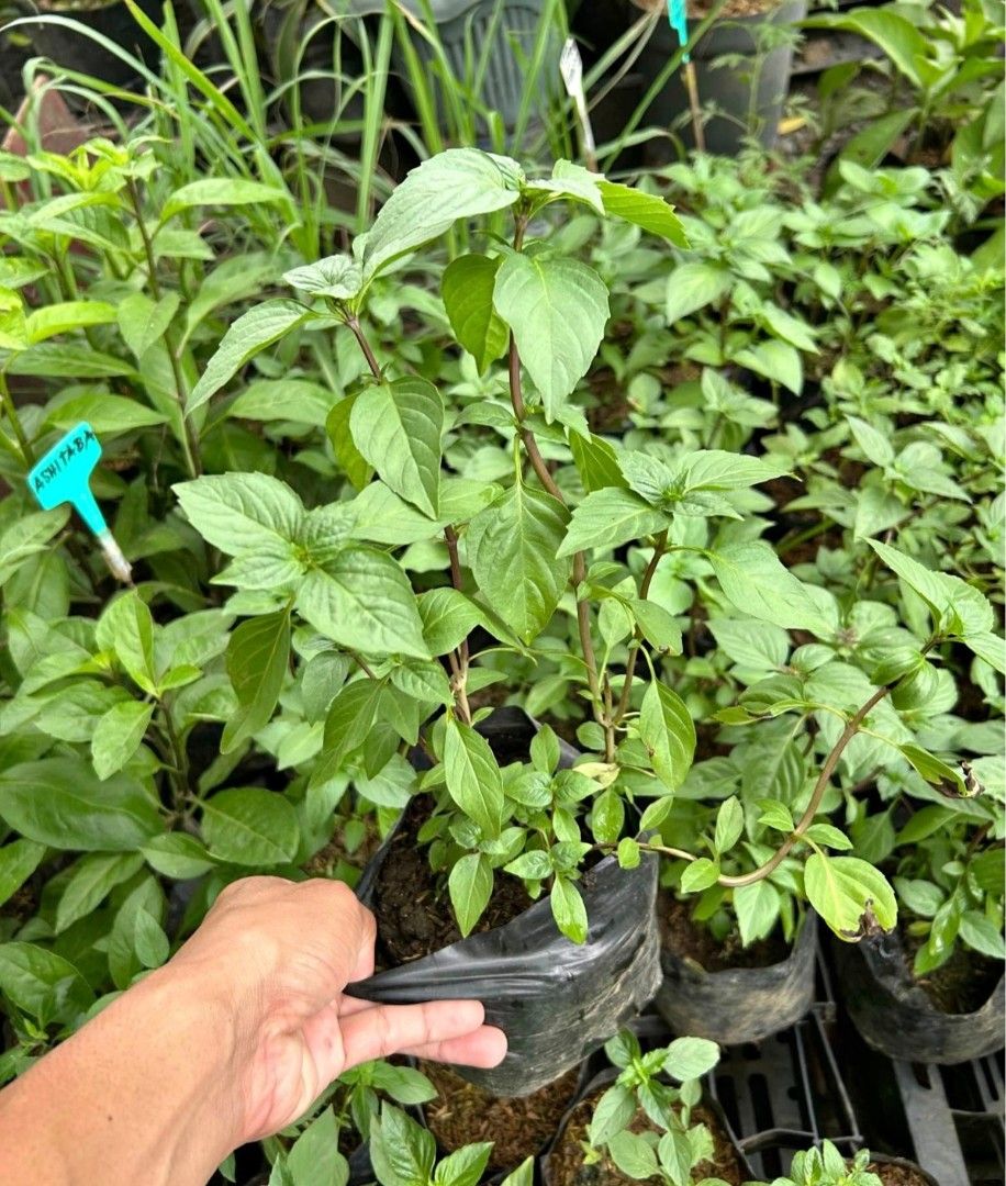 Thai basil herbs (Category: Plants & Seeds) located in Quezon City. Submitted by plantcorner (Listing ID 1417734830, Image 2). Description: .