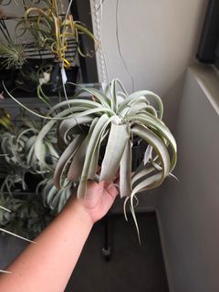 (Category: ) located in . Submitted by mplant (Listing ID 1417665256, Image 1). Description: .