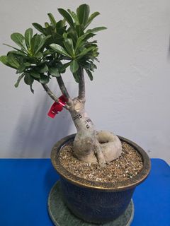 (Category: ) located in . Submitted by florinique.plant (Listing ID 1417833663, Image 1). Description: .