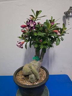 (Category: ) located in . Submitted by florinique.plant (Listing ID 1417835718, Image 1). Description: .