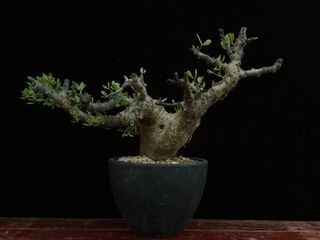 (Category: ) located in . Submitted by cuteplantsworld (Listing ID 1417959221, Image 1). Description: .