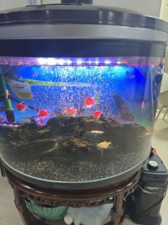 (Category: ) located in . Submitted by kentmlong (Listing ID 1417939376, Image 1). Description: .