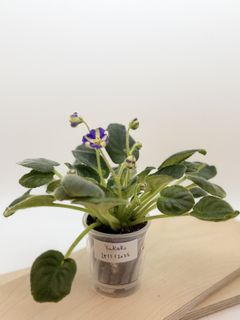 （分類：）位於 。 由 cc_agave 提交（商品編號 1418177845，圖片 1）。簡介： 。