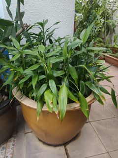 (Category: ) located in . Submitted by gardensnick (Listing ID 1418079422, Image 1). Description: .