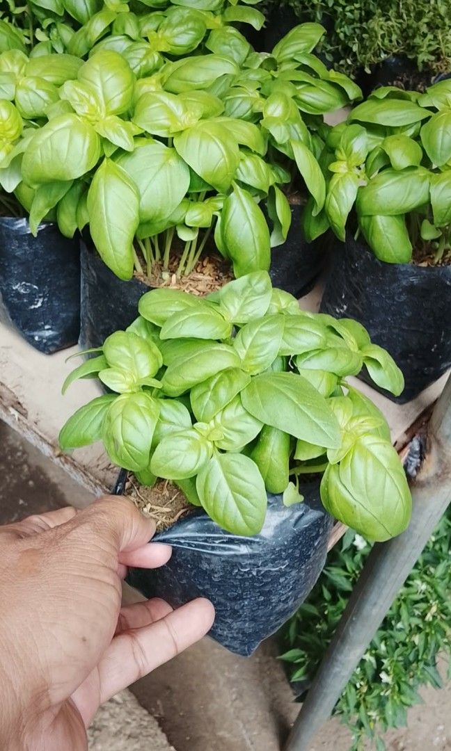 Basil kamatis thai basil kalamans rosemary (Category: Plants & Seeds) located in Quezon City. Submitted by amazingmaria3680 (Listing ID 1418202324, Image 1). Description: .