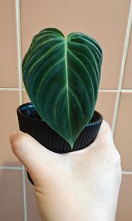 （分類：）位於 。 由 roger1i 提交（商品編號 1418032945，圖片 1）。簡介： 。