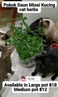 (Category: ) located in . Submitted by petstyle888 (Listing ID 1418040701, Image 1). Description: .