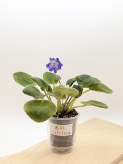 （分類：）位於 。 由 cc_agave 提交（商品編號 1418259956，圖片 1）。簡介： 。
