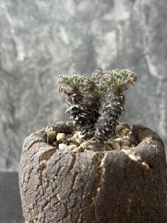 （分類：）位於 。 由 jimziklab 提交（商品編號 1418378034，圖片 1）。簡介： 。