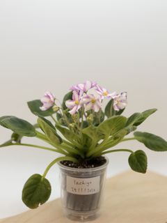 （分類：）位於 。 由 cc_agave 提交（商品編號 1418259373，圖片 1）。簡介： 。