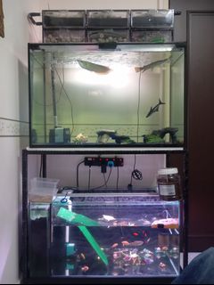 (Category: ) located in . Submitted by cheaplelongitem (Listing ID 1418547358, Image 1). Description: .