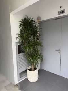 (Category: ) located in . Submitted by fruityflorist (Listing ID 1418498802, Image 1). Description: .