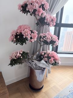 （分類：）位於 。 由 pyreneespie 提交（商品編號 1418444758，圖片 1）。簡介： 。