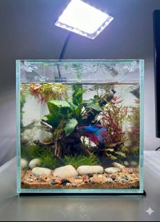(Category: ) located in . Submitted by built_to_nature (Listing ID 1418453293, Image 1). Description: .