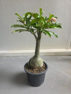 (Category: ) located in . Submitted by florinique.plant (Listing ID 1413277444, Image 1). Description: .