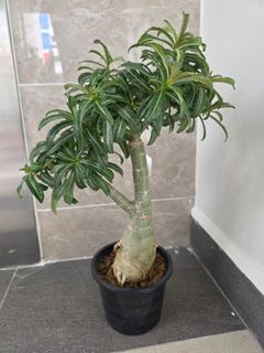 (Category: ) located in . Submitted by florinique.plant (Listing ID 1413283375, Image 1). Description: .