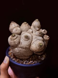 (Category: ) located in . Submitted by cuteplantsworld (Listing ID 1413387990, Image 1). Description: .