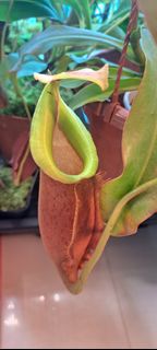 (Category: ) located in . Submitted by Carnivine (Listing ID 1413279562, Image 1). Description: .