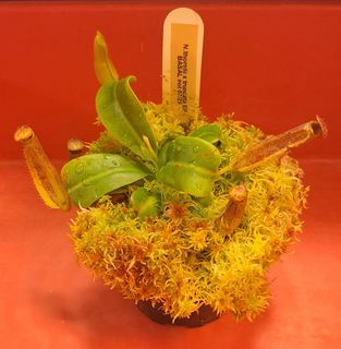 (Category: ) located in . Submitted by Carnivine (Listing ID 1413281814, Image 1). Description: .